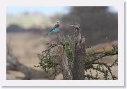 18TarangirePMGameDrive - 26 * Racket-tailed Roller.